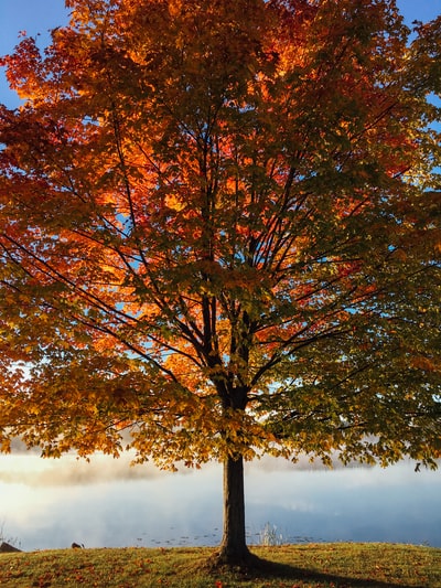 There are red and brown leaves of trees during the day
